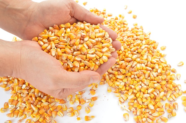 Ako vypestovať chutnú kukuricu